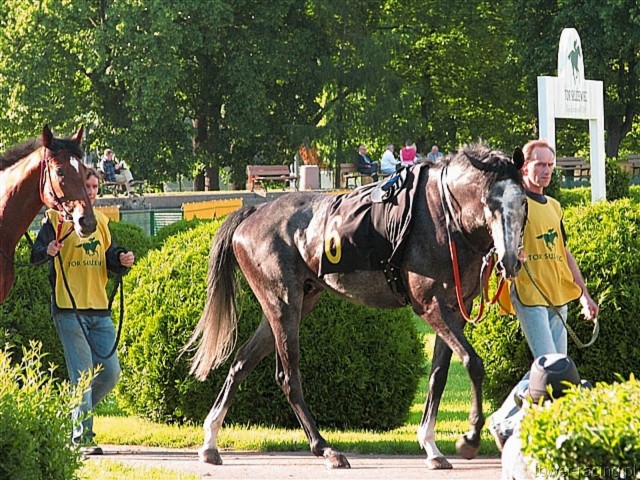 image_156.jpg