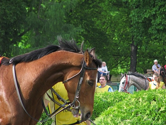 image_75.jpg