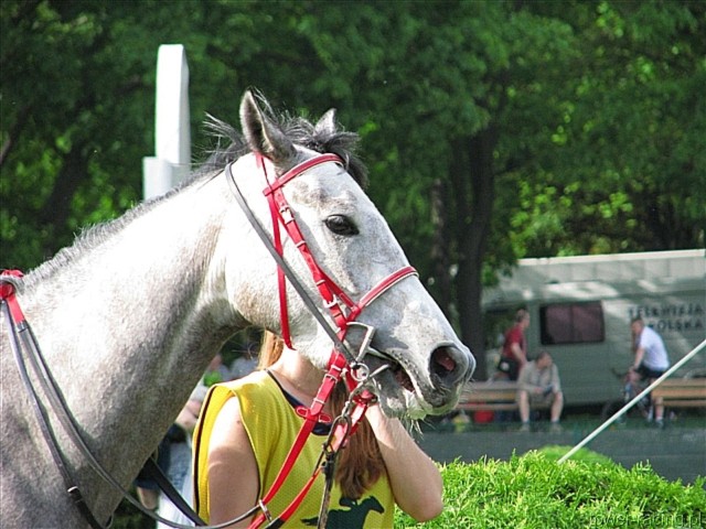 image_81.jpg