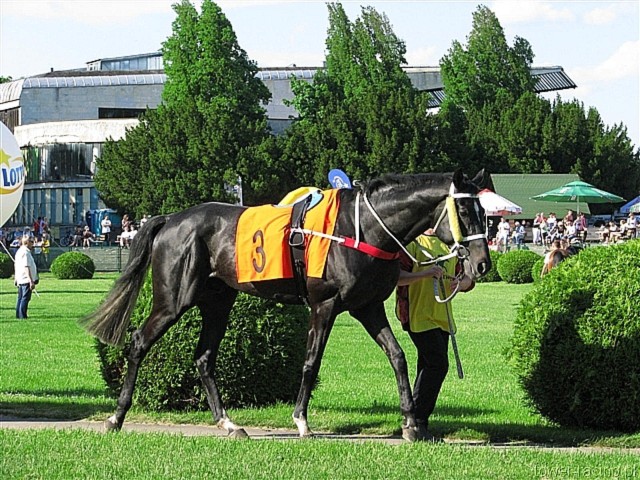 image_177.jpg