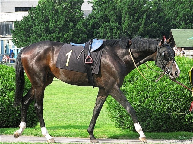 image_81.jpg