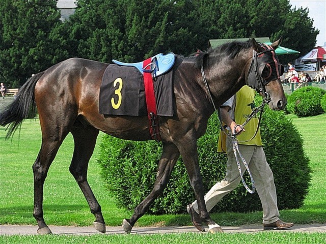 image_83.jpg