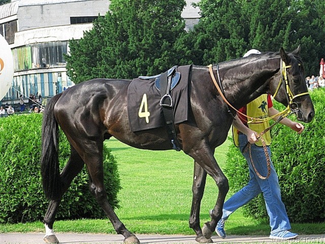 image_84.jpg