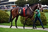 DSC00556.JPG