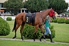 DSC00484.JPG
