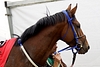 _DSC0446.JPG