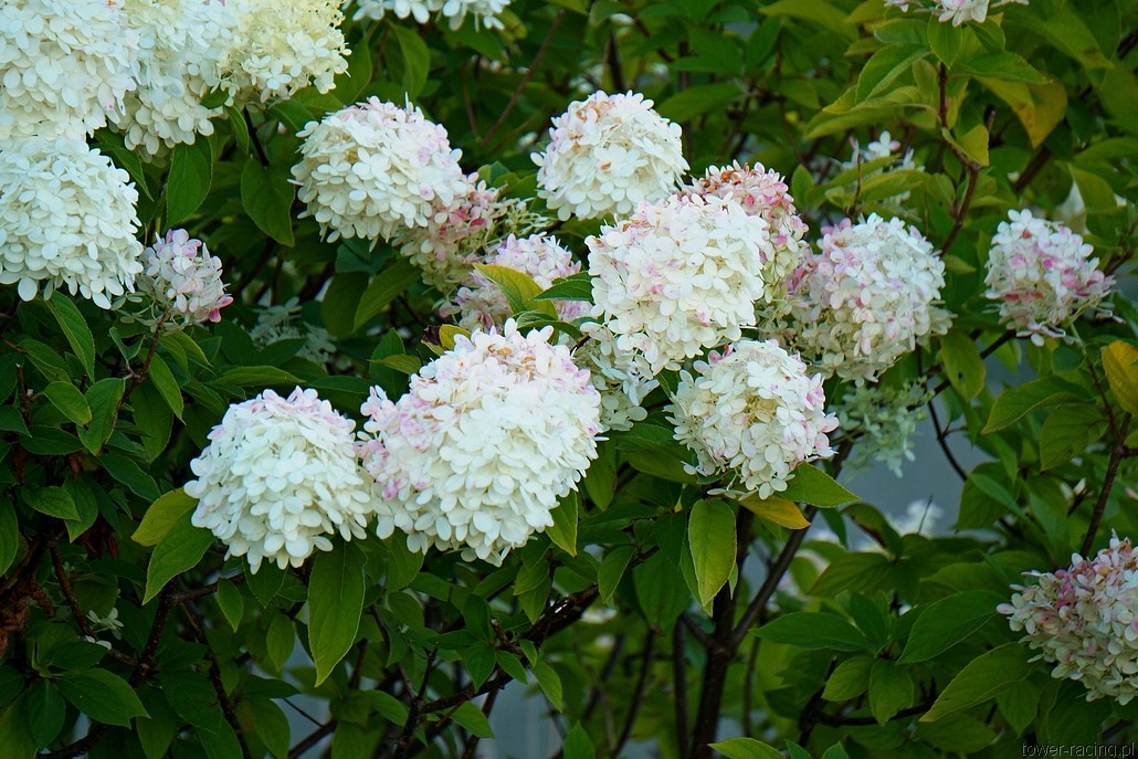 DSC00382.JPG