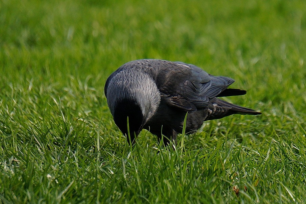DSC00114.JPG